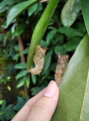 Graphium agamemnon