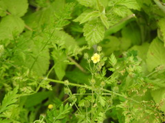 Potentilla thuringiaca
