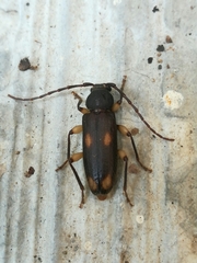 Tylonotus bimaculatus