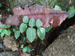 Fittonia albivenis