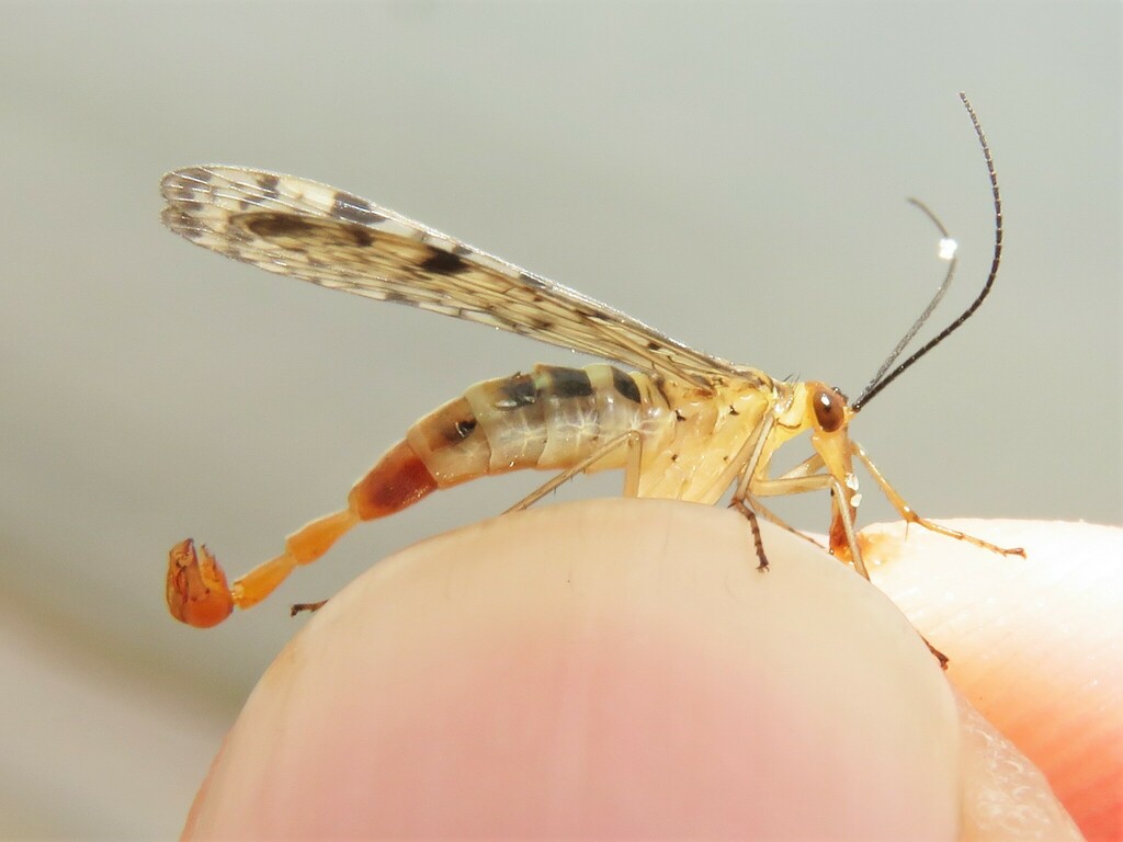 Clouded Scorpionfly