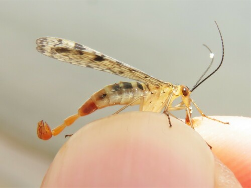 Clouded Scorpionfly