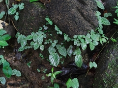Fittonia albivenis