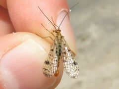 Panorpa nebulosa