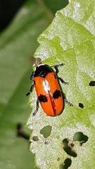 Clytra quadripunctata