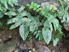 Fittonia albivenis