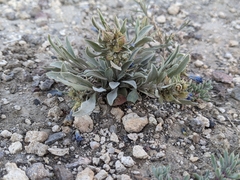 Penstemon dolius