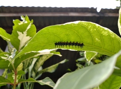 Doleschallia bisaltide