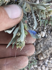 Penstemon dolius