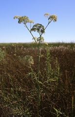 Cicuta maculata bolanderi