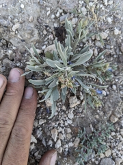 Penstemon dolius
