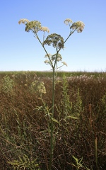 Cicuta maculata bolanderi