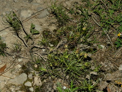 Plantago sempervirens