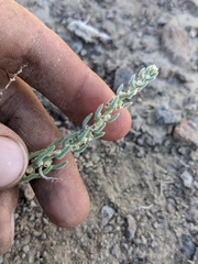 Neokochia americana