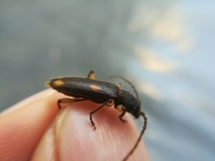 Tylonotus bimaculatus