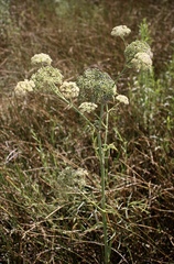 Cicuta maculata bolanderi