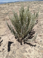 Neokochia americana