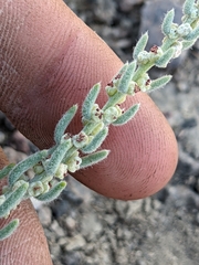Neokochia americana