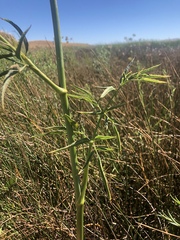 Cicuta maculata bolanderi