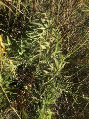 Cicuta maculata bolanderi