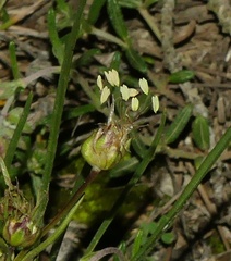 Plantago sempervirens