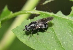 Adoxomyia subulata