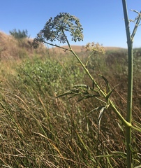 Cicuta maculata bolanderi