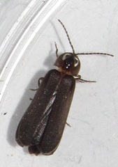 Phausis reticulata
