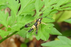 Synanthedon kathyae