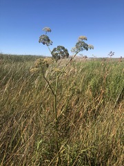 Cicuta maculata bolanderi