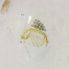 Holopedium gibberum