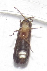 Phausis reticulata