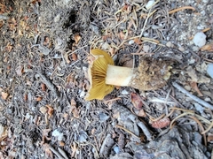 Leprocybe