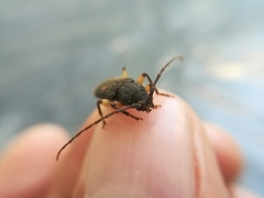 Tylonotus bimaculatus