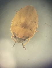 Homaemus aeneifrons