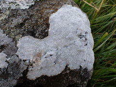 Pertusaria corallina