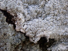 Pertusaria corallina