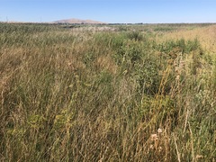 Cicuta maculata bolanderi