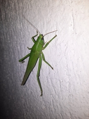 Pyrgocorypha uncinata