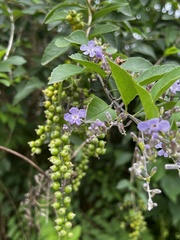 Duranta triacantha