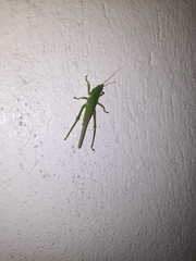 Pyrgocorypha uncinata