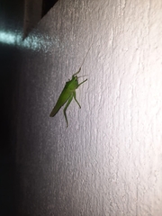 Pyrgocorypha uncinata