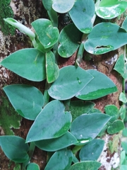 Rhaphidophora