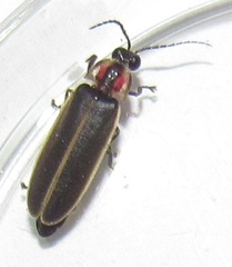 Photinus carolinus