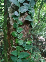 Rhaphidophora