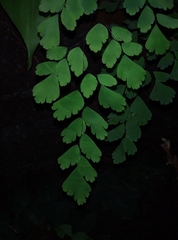 Adiantum tenerum