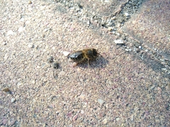 Apis mellifera