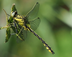 Gomphus simillimus