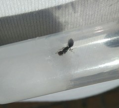 Myrmicinae