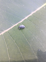 Rhyssomatus lineaticollis